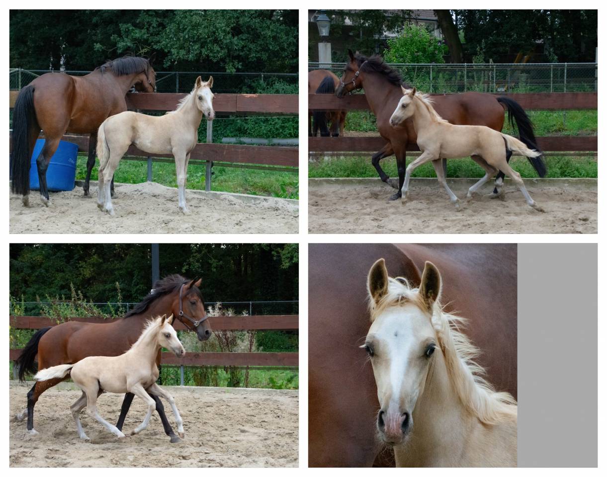 2 years old Palomino stallion NRPS medium size D-pony