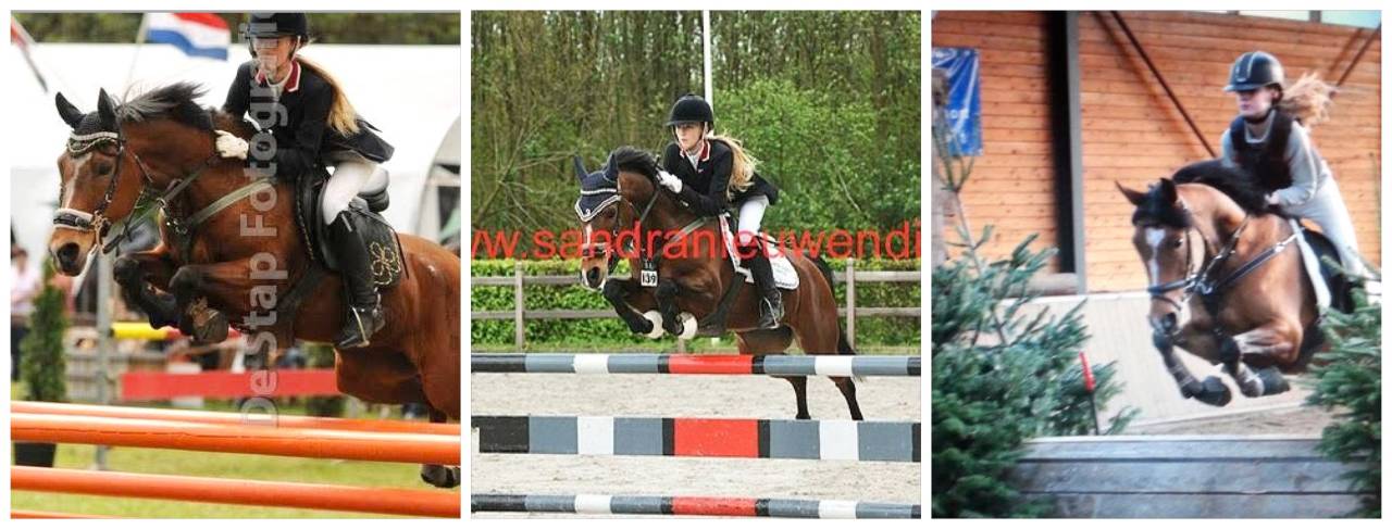 2 years old Palomino stallion NRPS medium size D-pony