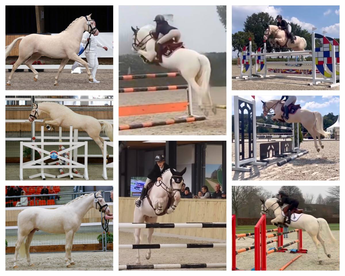 2 years old Palomino stallion NRPS medium size D-pony