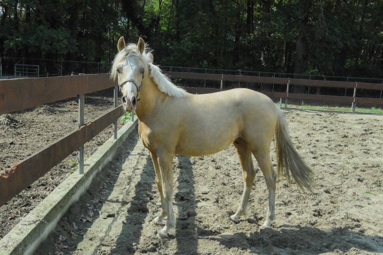 2 years old Palomino stallion NRPS medium size D-pony