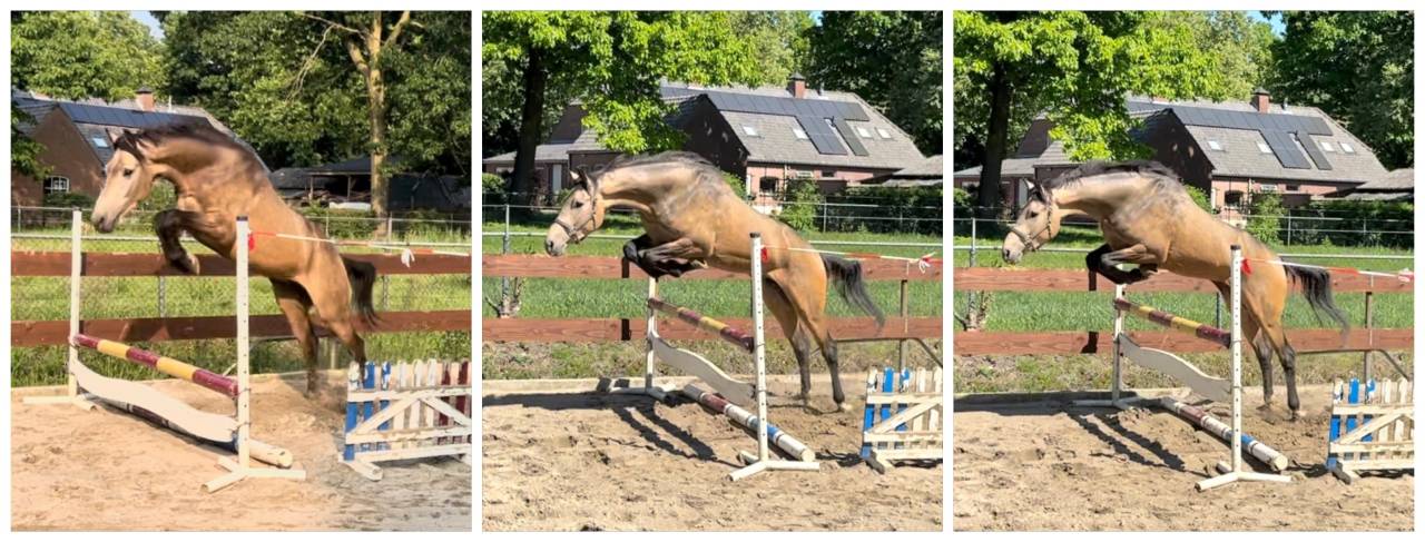 4 years old buckskin NRPS gelding 1,67 dressage jumping