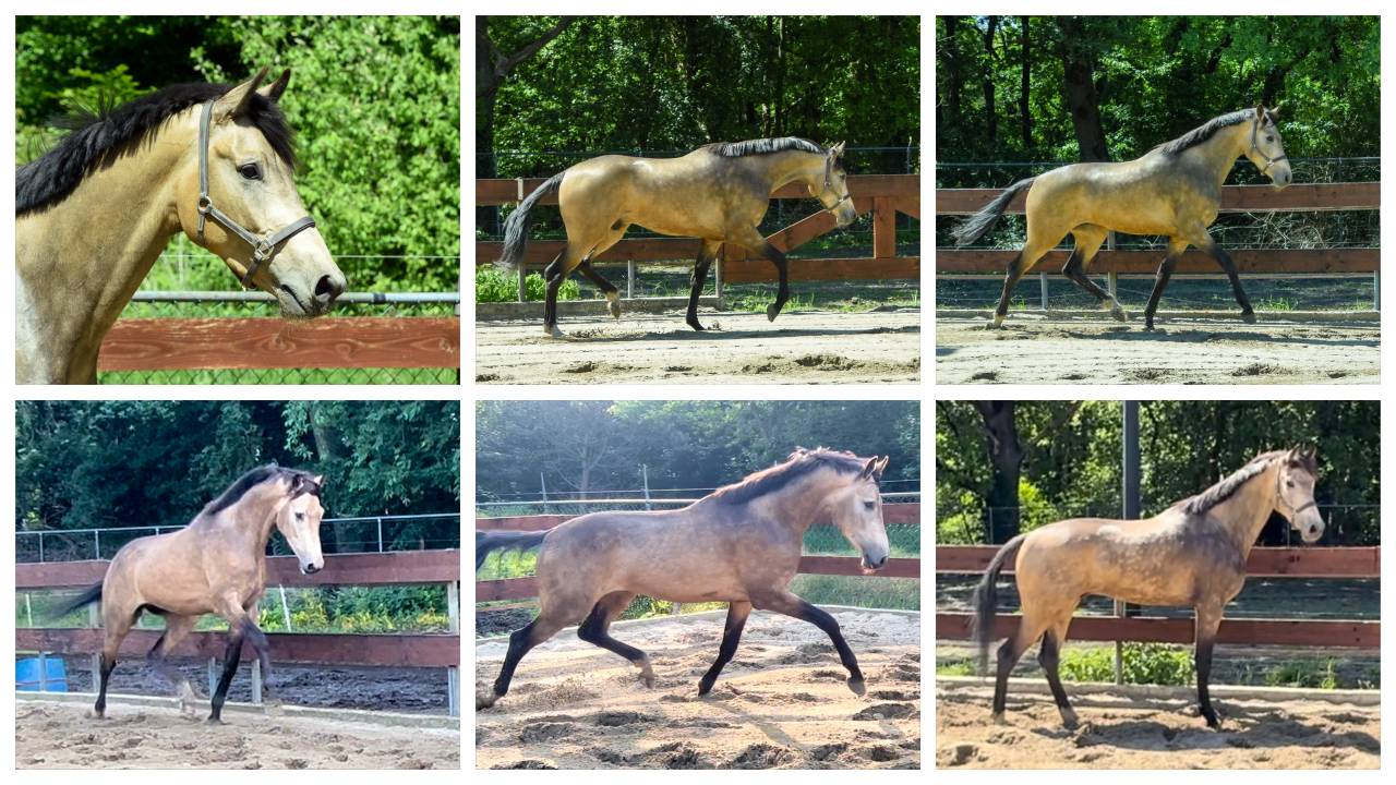 4 years old buckskin NRPS gelding 1,67 dressage jumping