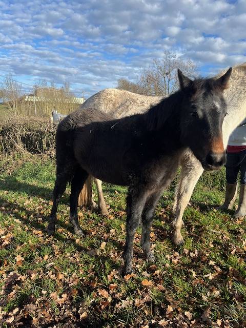 Puledra Connemara In vendita 2025 Baio ,  GALION DE MINUIT