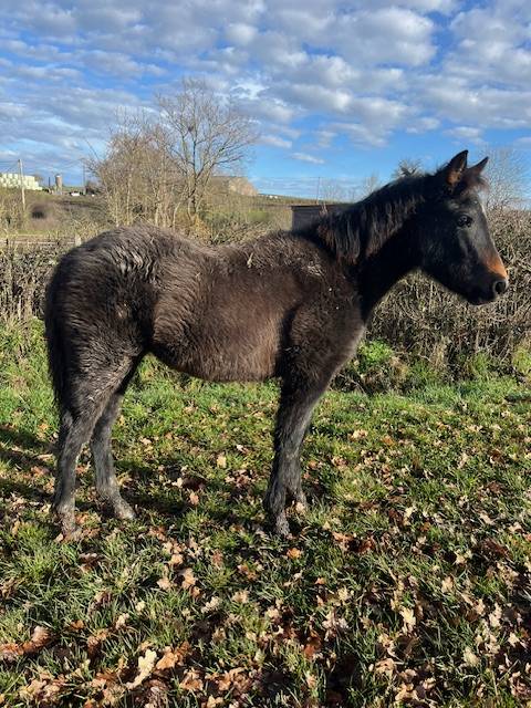 Puledra Connemara In vendita 2025 Baio ,  GALION DE MINUIT