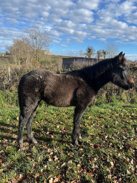 Puledra Connemara In vendita 2025 Baio ,  GALION DE MINUIT