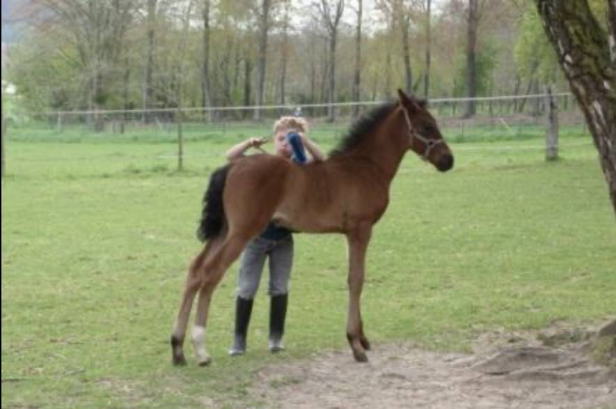 Puledro PRE Andaluso In vendita 2026 Nero