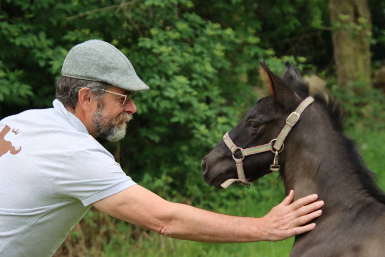 Puledro PRE Andaluso In vendita 2026 Nero