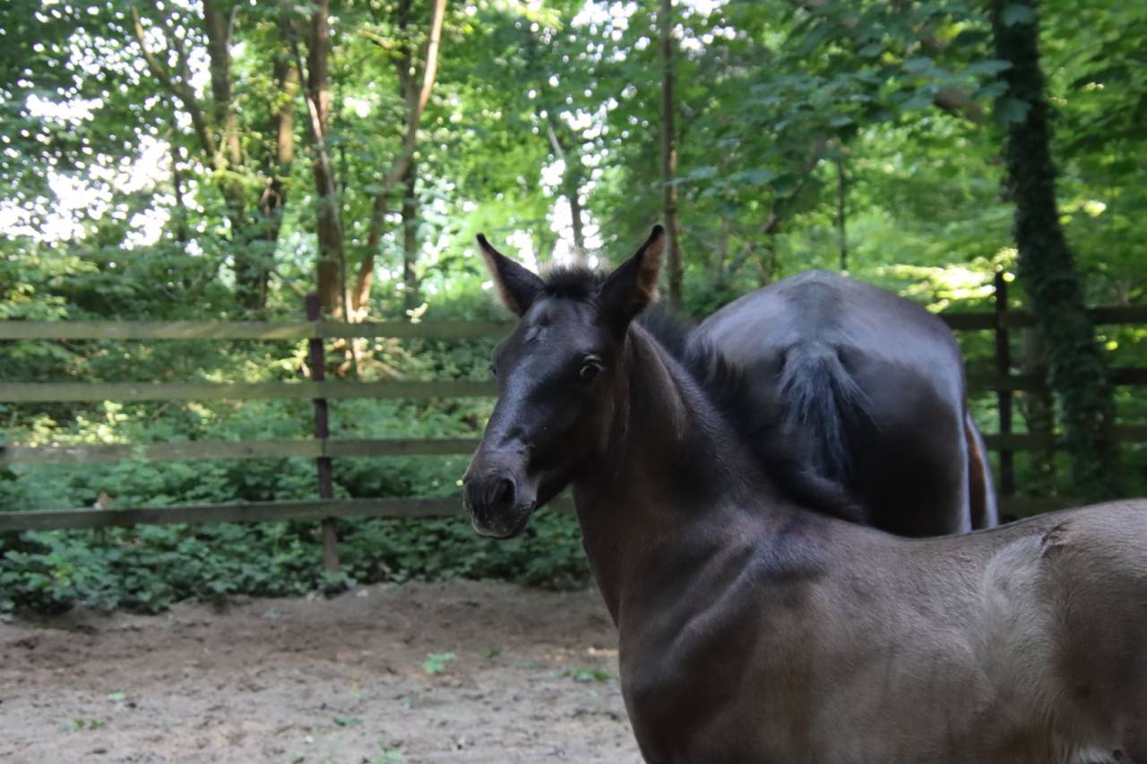 Puledro PRE Andaluso In vendita 2026 Nero