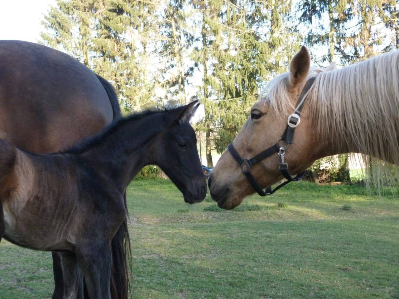 Puledro PRE Andaluso In vendita 2026 Nero