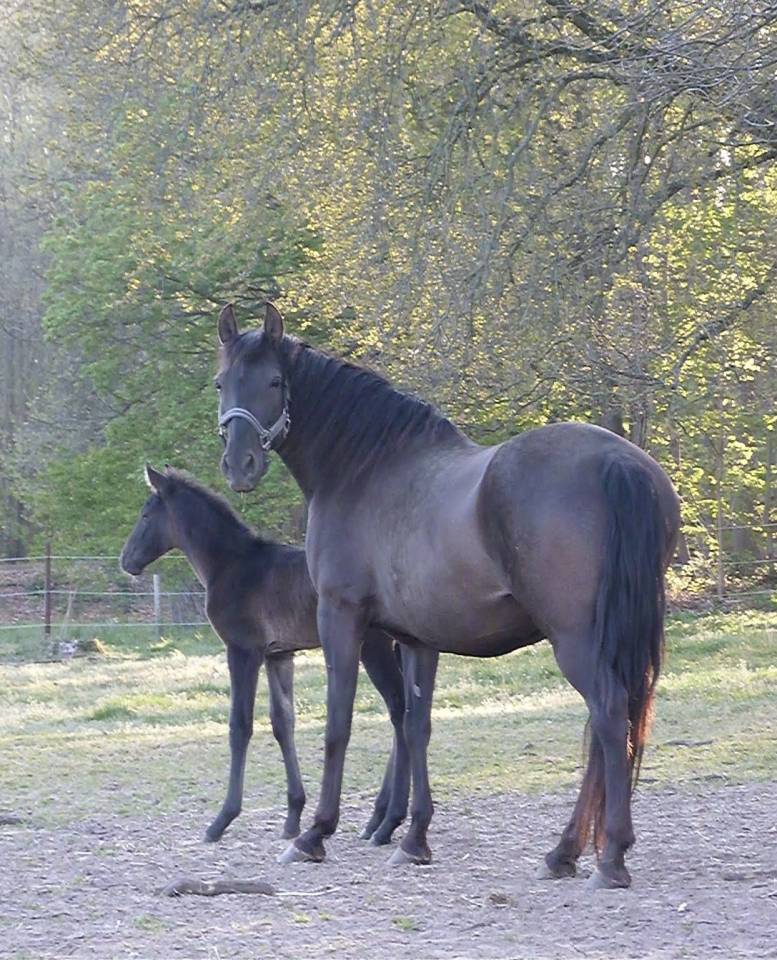 Puledro PRE Andaluso In vendita 2026 Nero