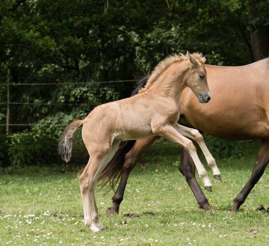 Puledro PRE Andaluso In vendita 2026 Nero