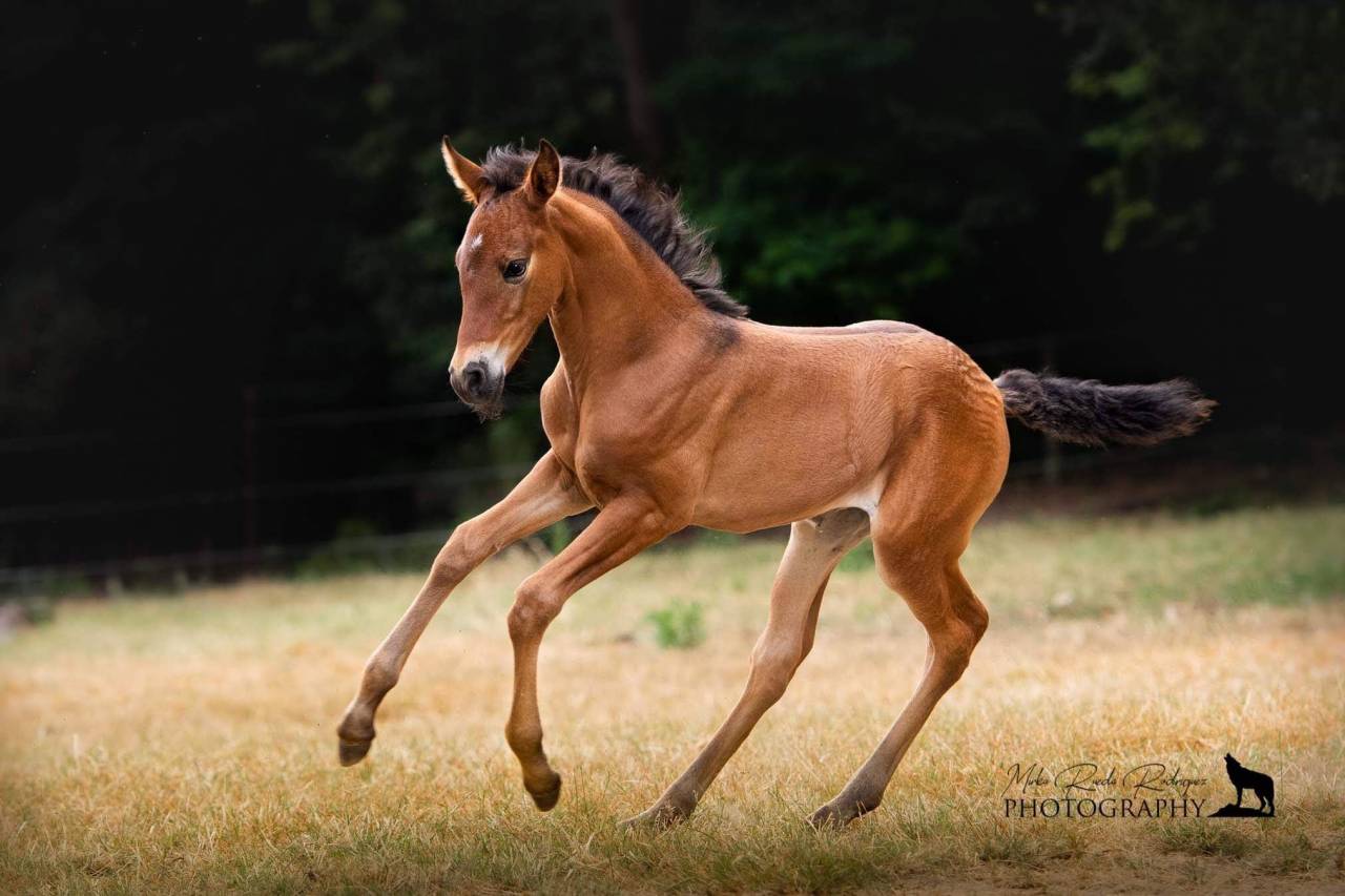 Puledro PRE Andaluso In vendita 2026 Nero