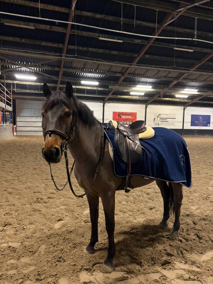 Castrone Pony da Sella Belgio In vendita 2015 Baio