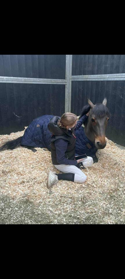 Castrone Pony da Sella Belgio In vendita 2015 Baio