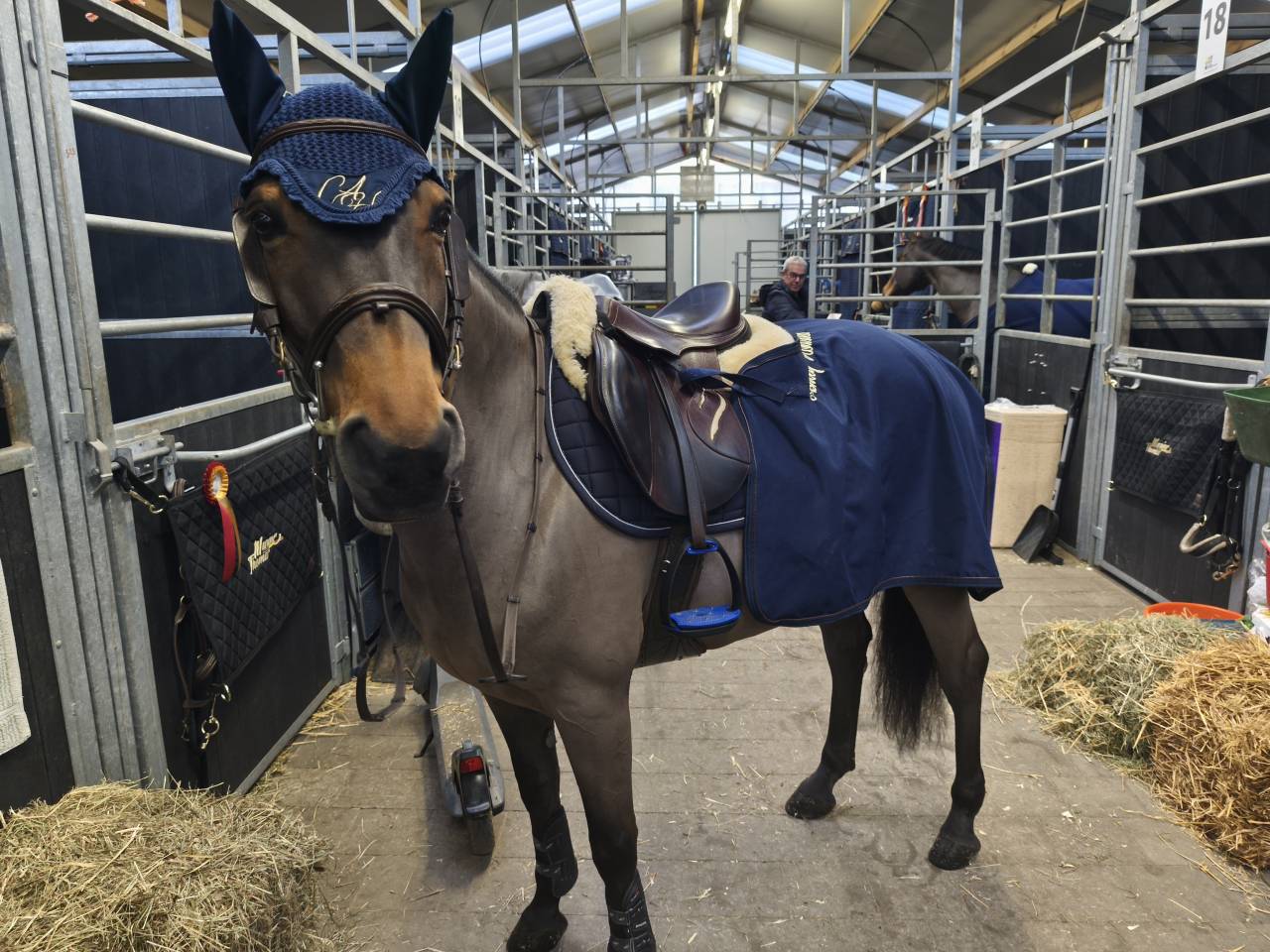 Castrone Pony da Sella Belgio In vendita 2015 Baio