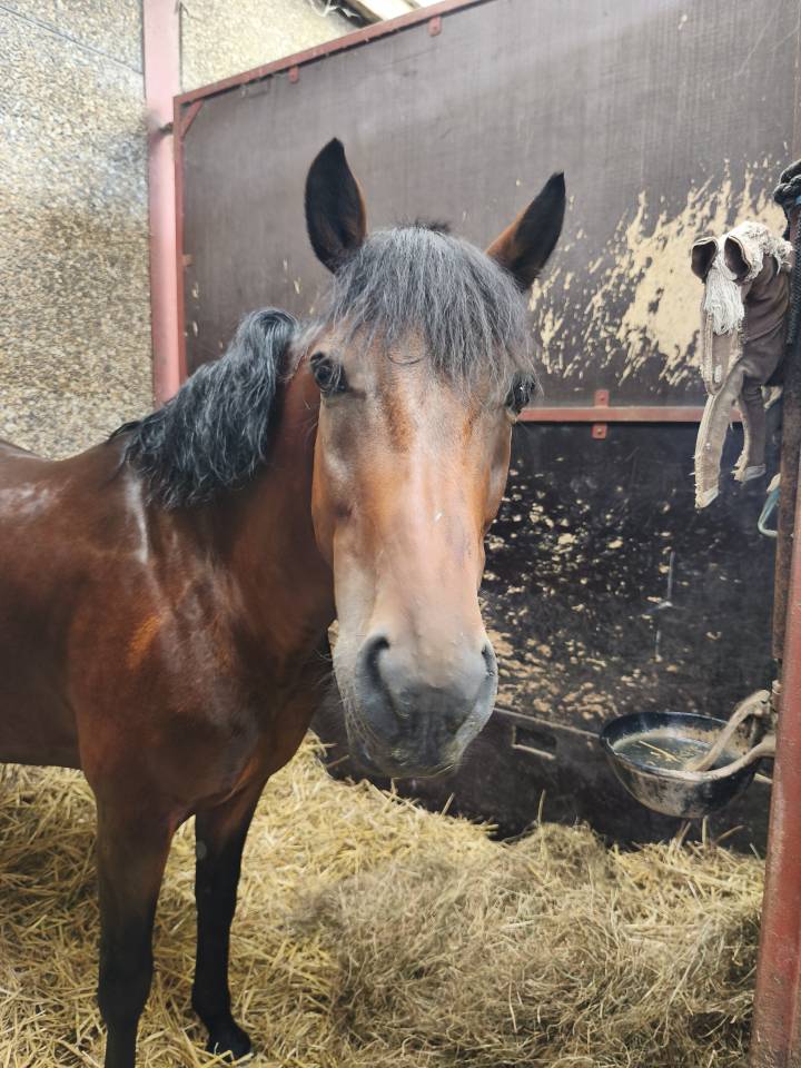 Castrone Pony da Sella Belgio In vendita 2015 Baio