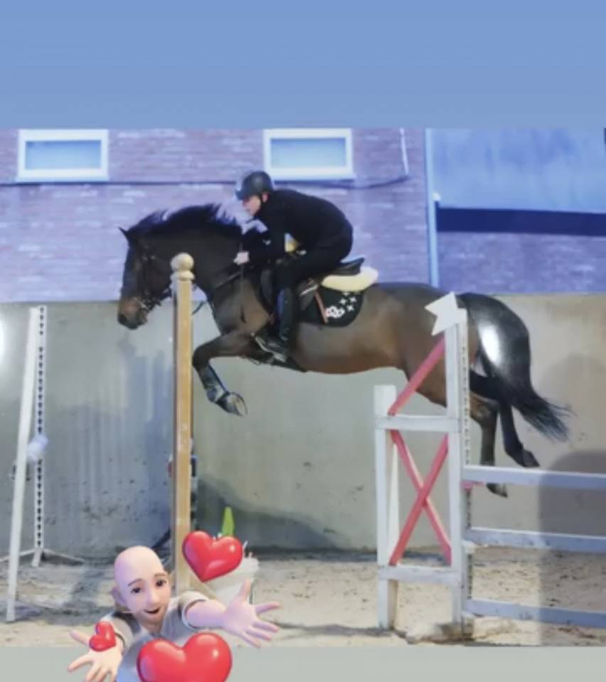 Castrone Pony da Sella Belgio In vendita 2015 Baio