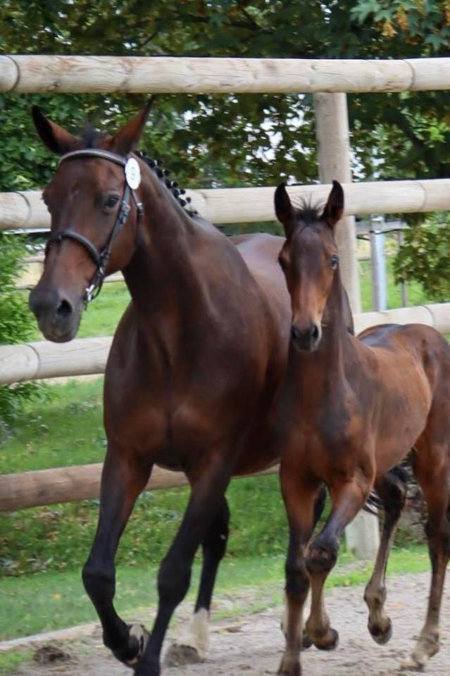 Cavalla Sella Francese In vendita 2007 Baio scuro ,  QREDO DE PAULSTRA