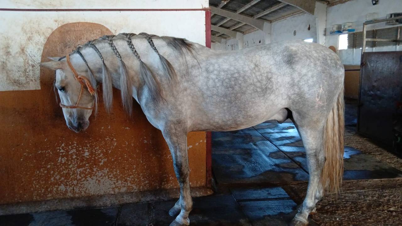 PRE Andaluso- Stallone 5 anni- Doma Vaquera- Andalusia 