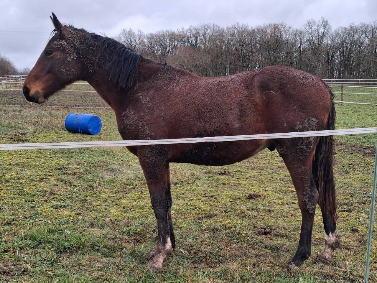 Stallone Zangersheide In vendita 2024 Baio scuro ,  EMERALD