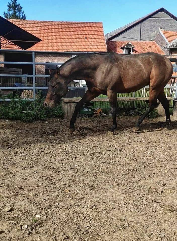 Castrone Appaloosa In vendita 2020 Altro colore ,  Little laser sagiran