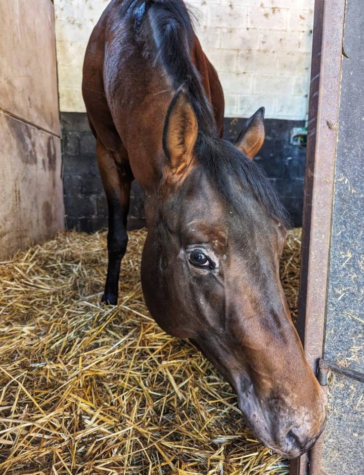 Castrone Appaloosa In vendita 2020 Altro colore ,  Little laser sagiran