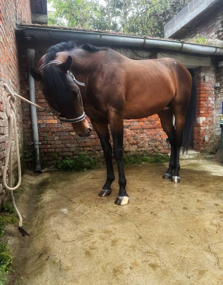 Castrone Appaloosa In vendita 2020 Altro colore ,  Little laser sagiran