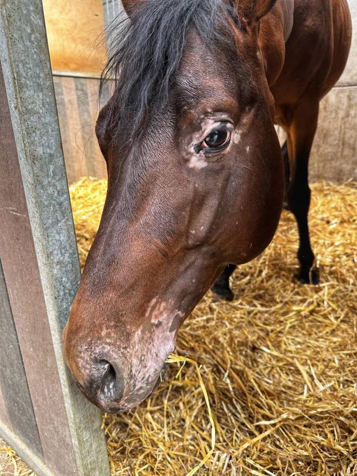 Castrone Appaloosa In vendita 2020 Altro colore ,  Little laser sagiran