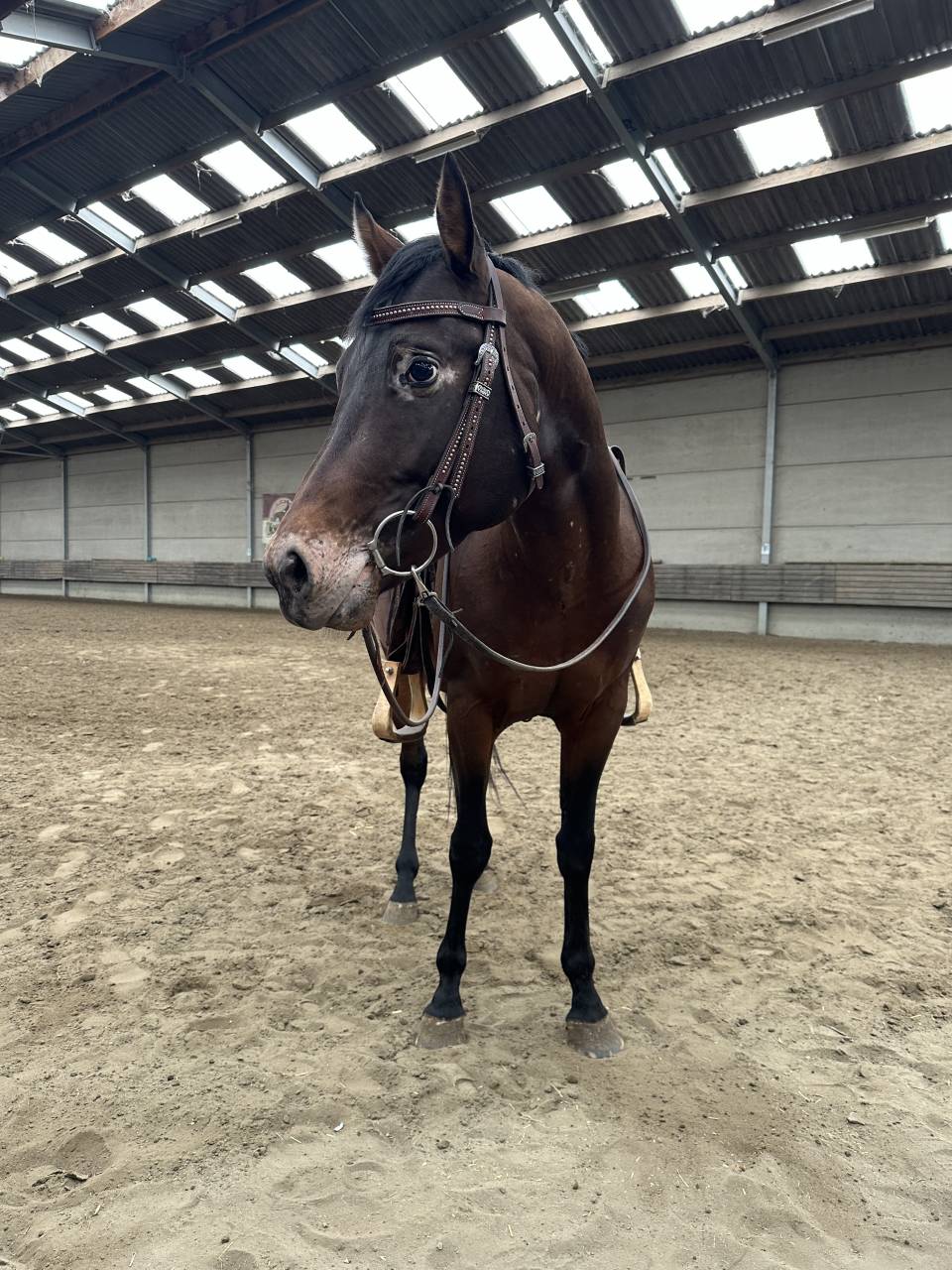 Castrone Appaloosa In vendita 2020 Altro colore ,  Little laser sagiran