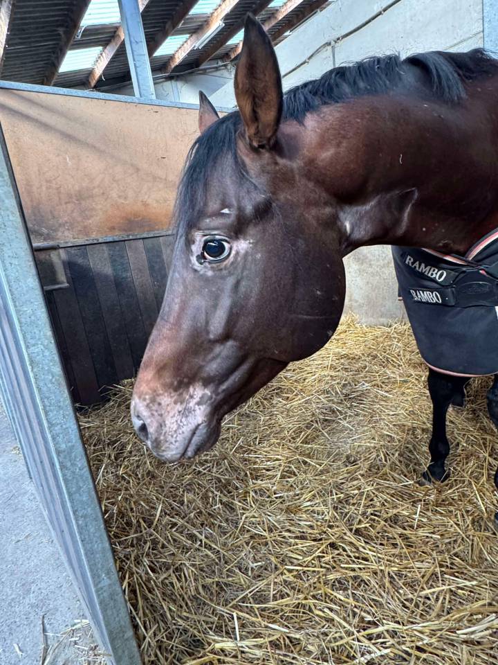 Castrone Appaloosa In vendita 2020 Altro colore ,  Little laser sagiran