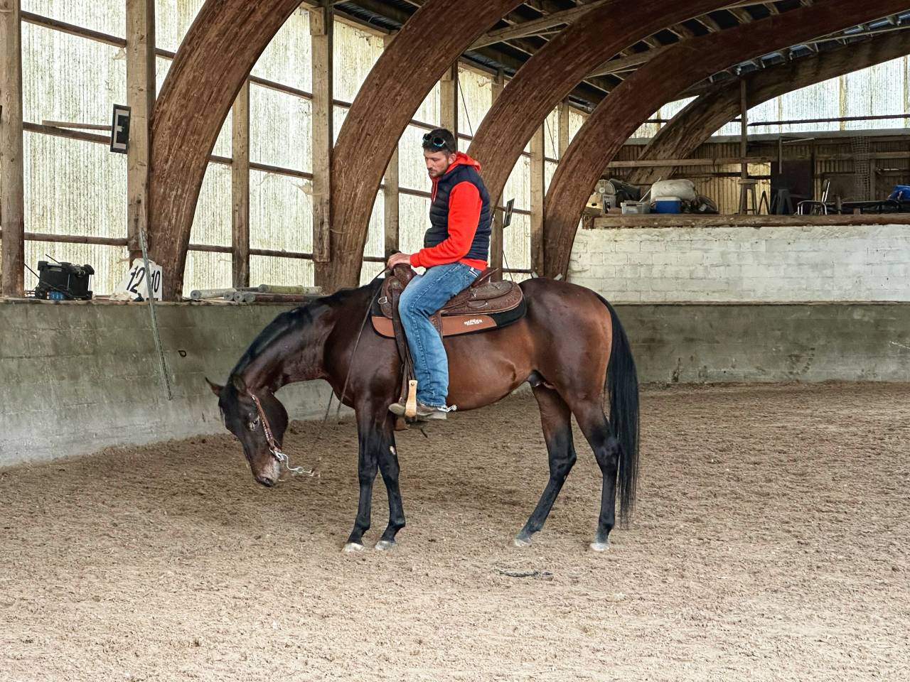 Castrone Appaloosa In vendita 2020 Altro colore ,  Little laser sagiran