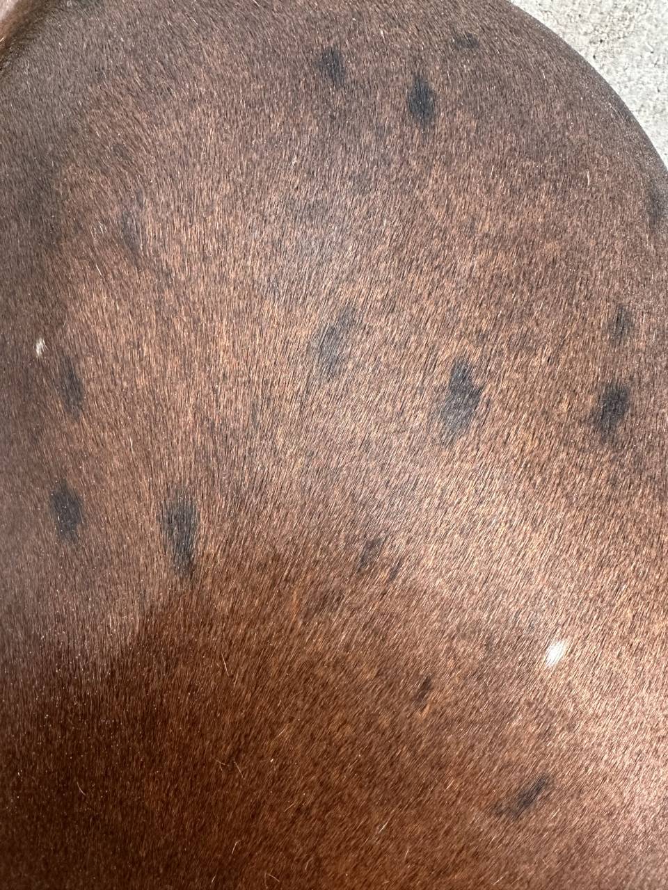 Castrone Appaloosa In vendita 2020 Altro colore ,  Little laser sagiran