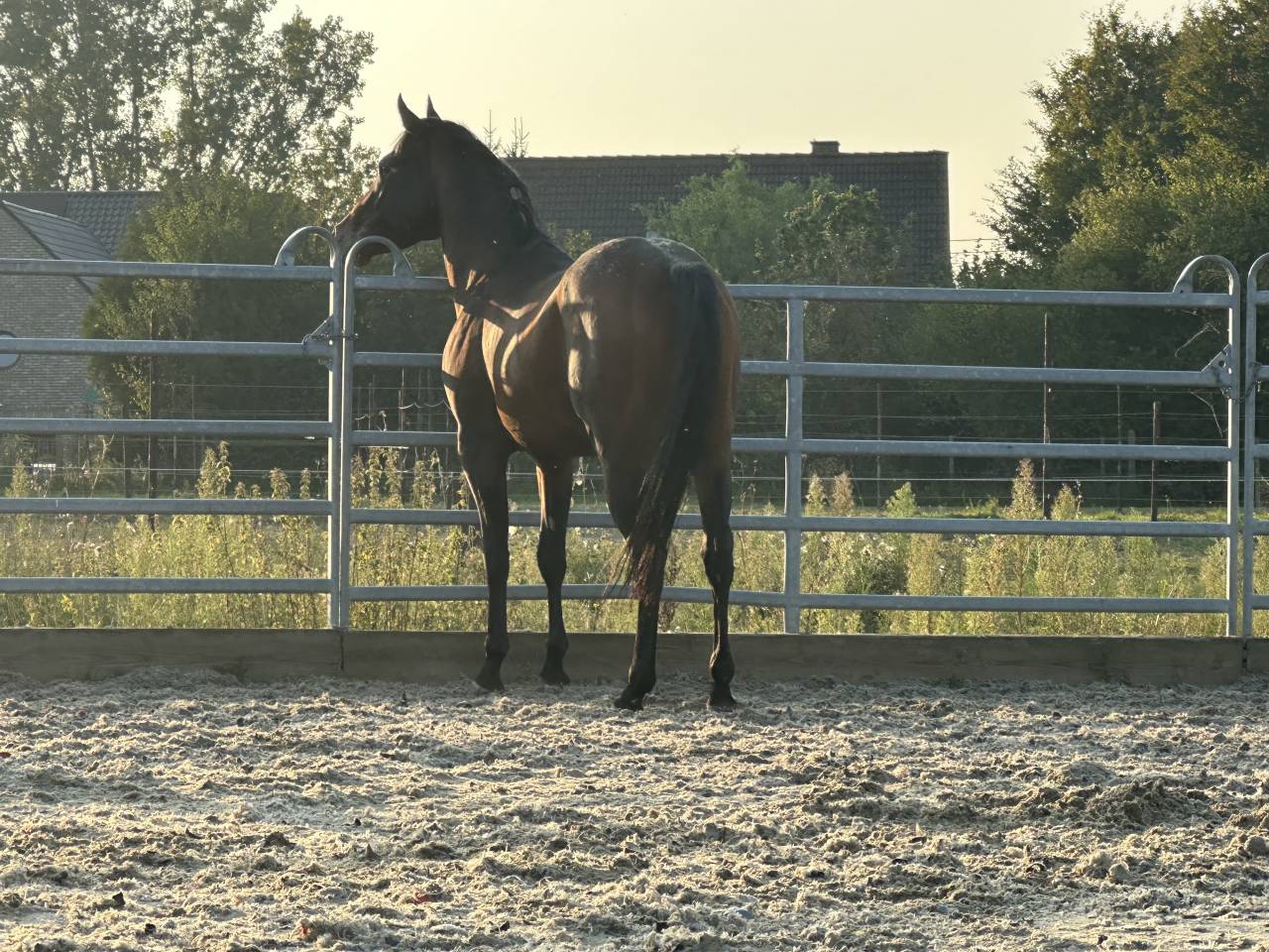 Castrone Appaloosa In vendita 2020 Altro colore ,  Little laser sagiran