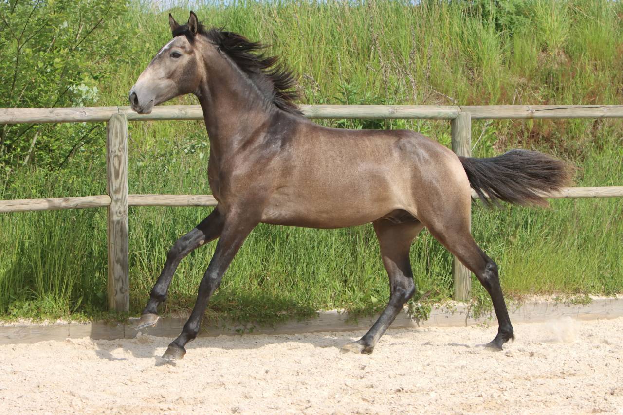Intero Lusitano In vendita 2023 Grigio ,  MAGISTRAL DE LA COMBE