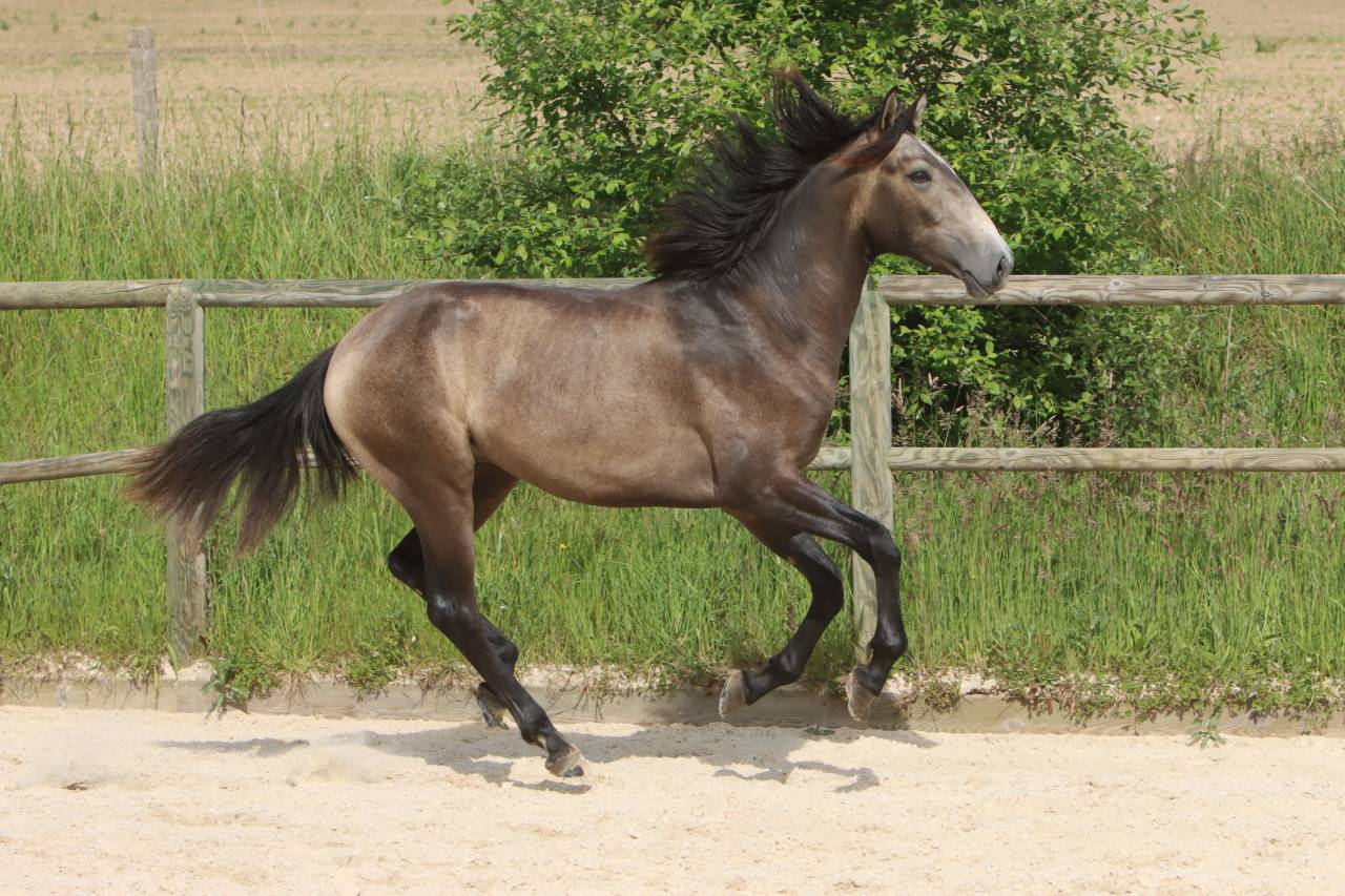 Intero Lusitano In vendita 2023 Grigio ,  MAGISTRAL DE LA COMBE