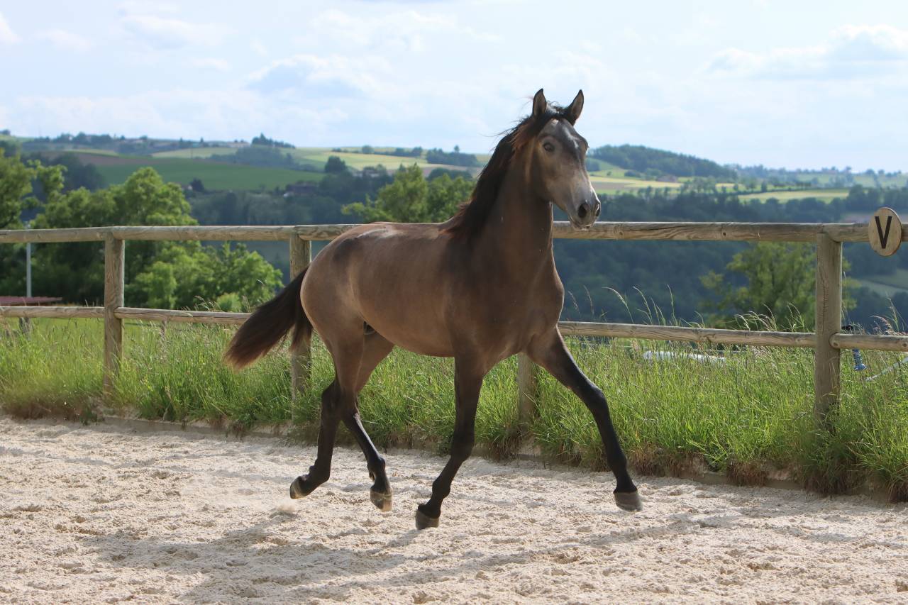 Intero Lusitano In vendita 2023 Grigio ,  MAGISTRAL DE LA COMBE