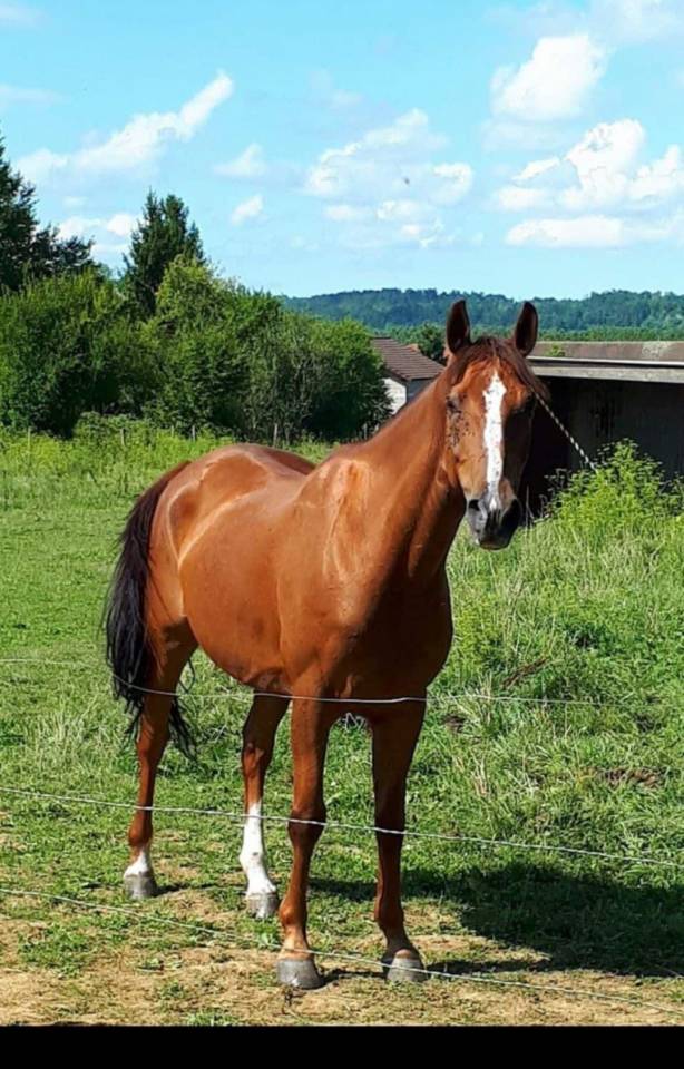 castrone sauro  in vendita 