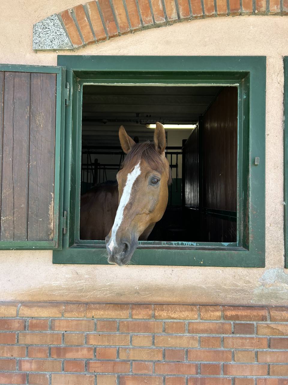 castrone sauro  in vendita 