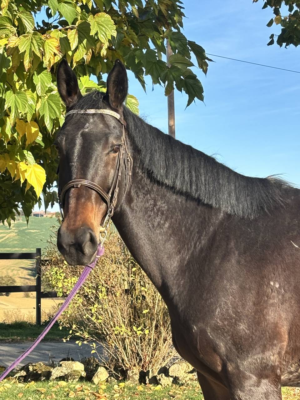 Cavalla Sella Francese In vendita 2017 Nero ,  JOHNNY BOY II