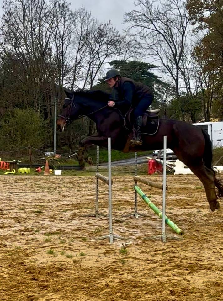 Cavalla Sella Francese In vendita 2017 Nero ,  JOHNNY BOY II