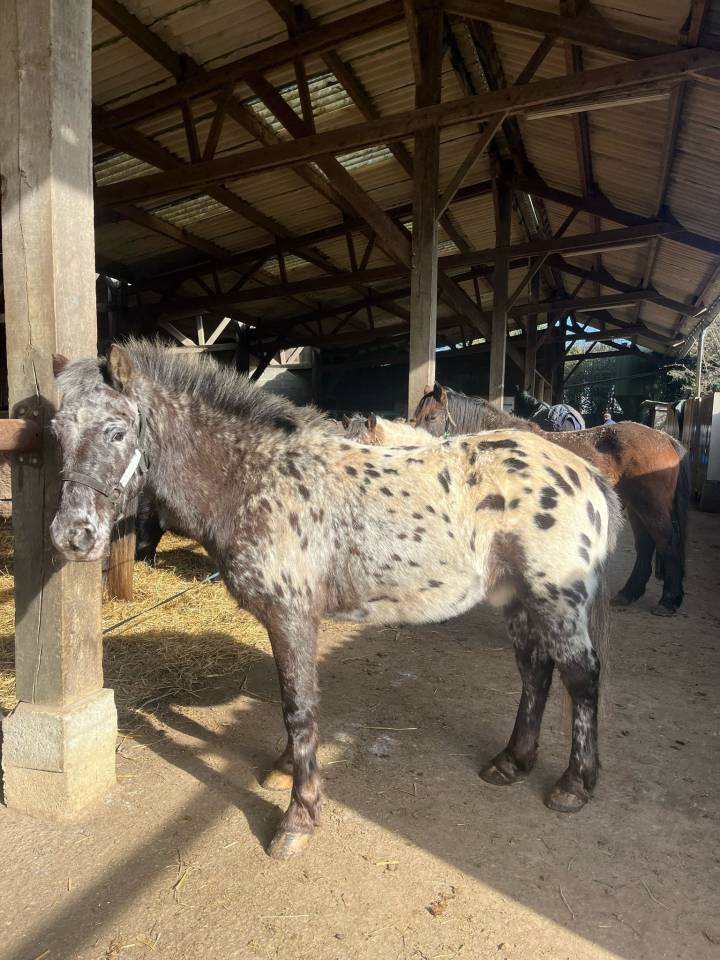 Castrone Origine Non Constatata In vendita 2015 Appaloosa