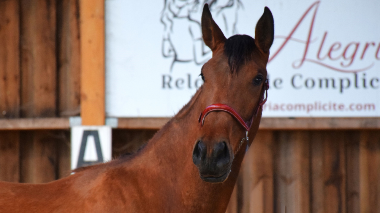 Cavalla PRE Andaluso In vendita 2022 Baio ,  JECOMIAS CEN