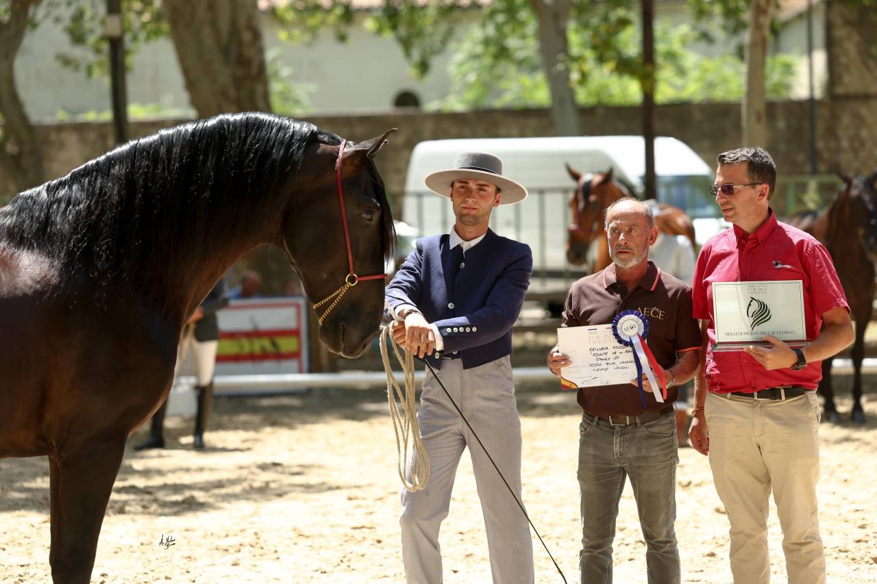 Jango NP - PRE Andaluso 2019 ,  INTIMO SALVATELLA