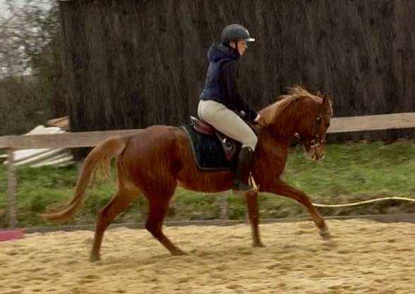 Cavalla Welsh Part Bred In vendita 2021 Sauro ,  Hot&rsquo;n cold Krystal