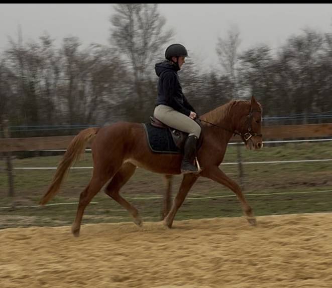 Cavalla Welsh Part Bred In vendita 2021 Sauro ,  Hot&rsquo;n cold Krystal