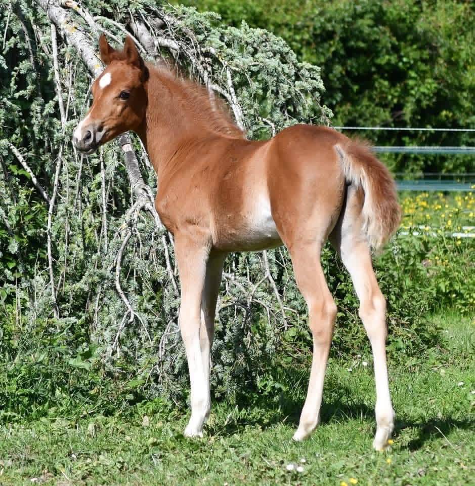 Cavalla Welsh Part Bred In vendita 2021 Sauro ,  Hot&rsquo;n cold Krystal