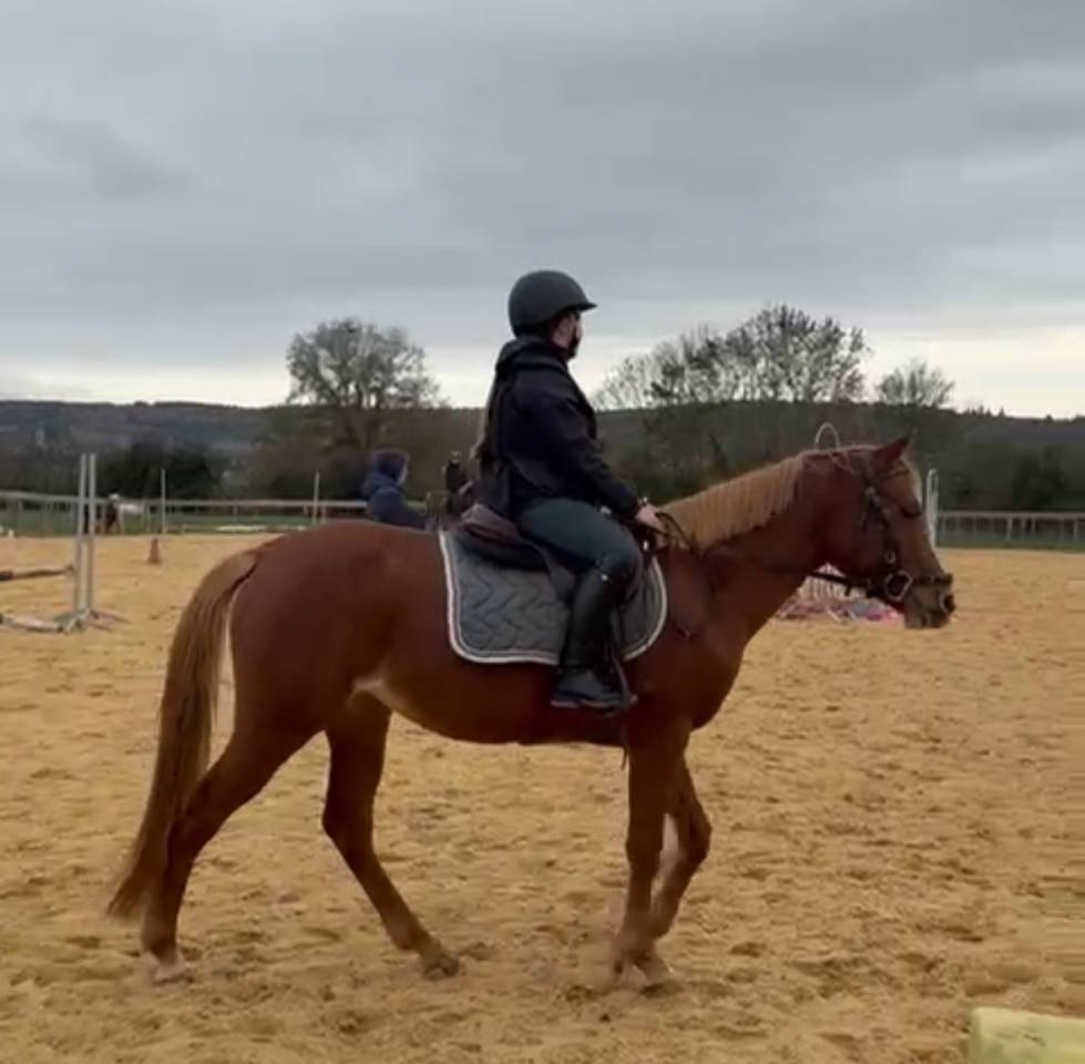 Cavalla Welsh Part Bred In vendita 2021 Sauro ,  Hot&rsquo;n cold Krystal