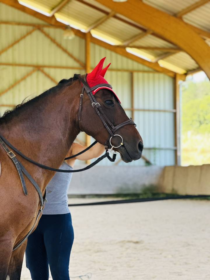 Cavalla Origine Non Constatata In vendita 2010 Baio