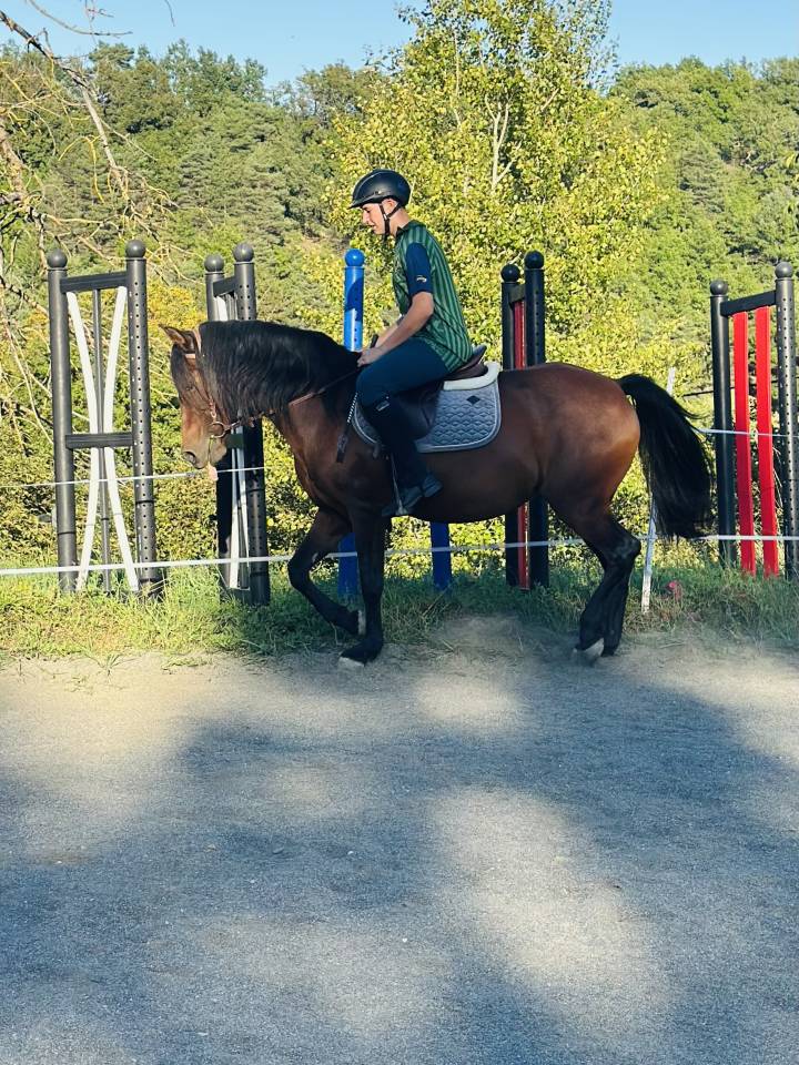 Cavalla Origine Non Constatata In vendita 2010 Baio