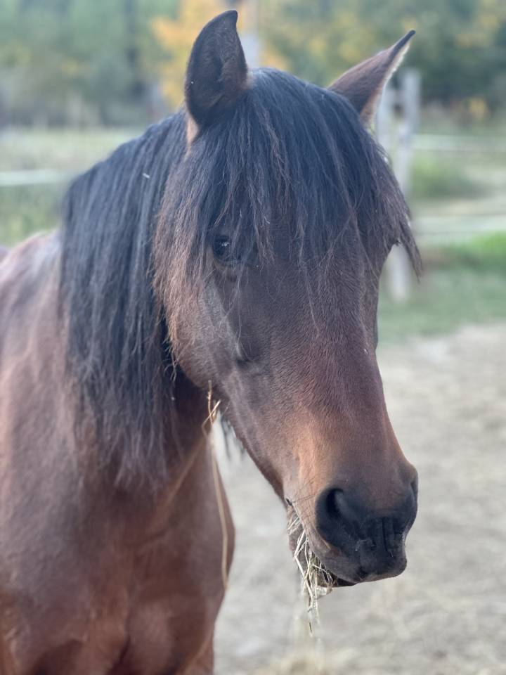 Cavalla Origine Non Constatata In vendita 2010 Baio